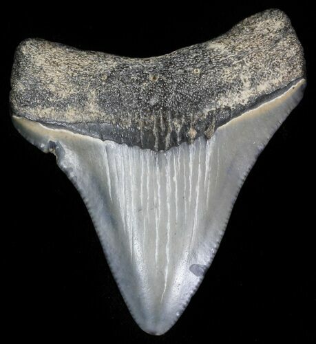 Bargain Megalodon Tooth - Maryland #29960